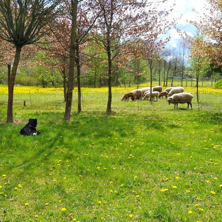 Grünholz Berga WWOOF