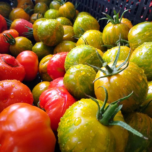 Regiola Berga Tomaten